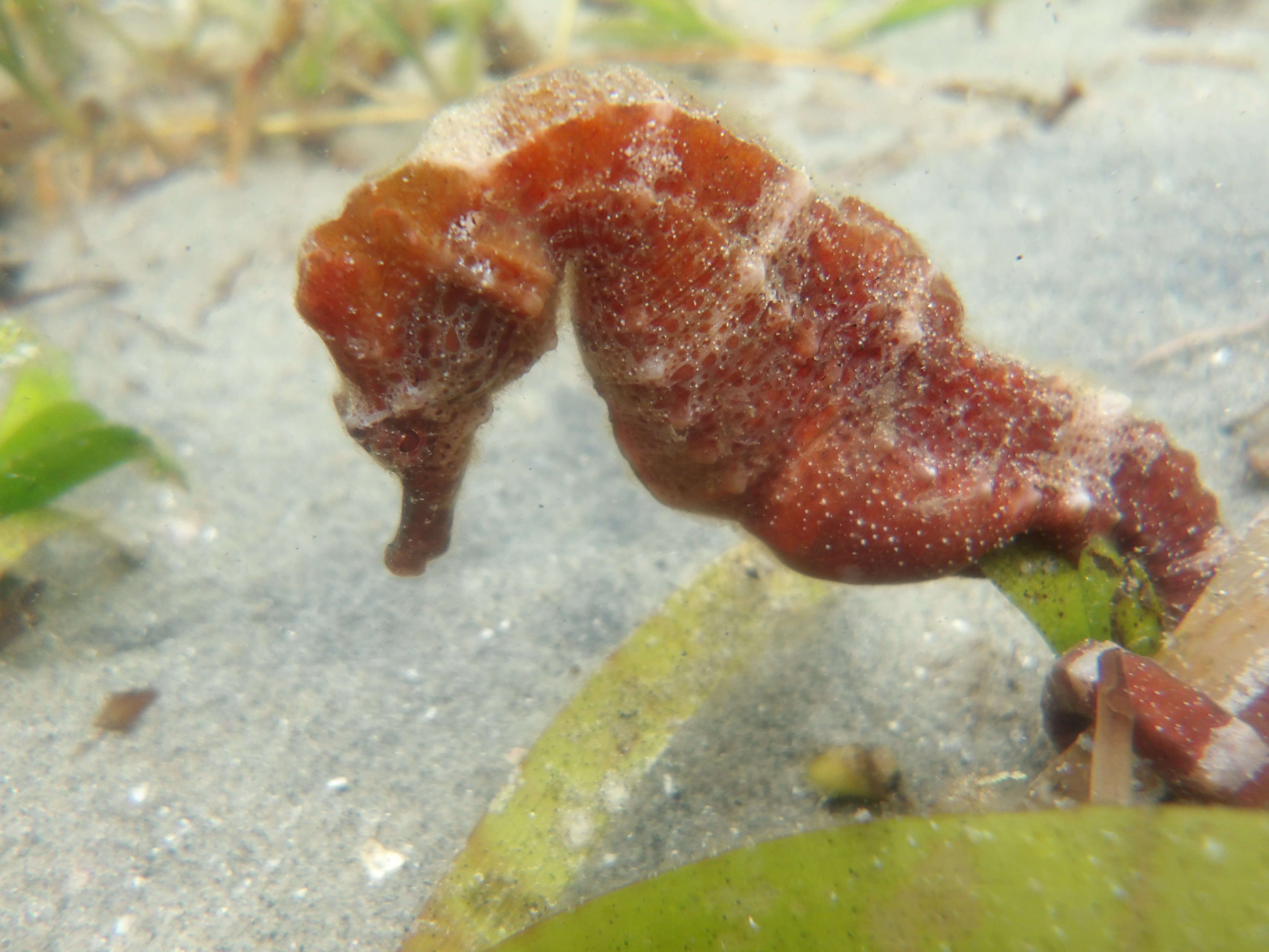 Estuary discoveries