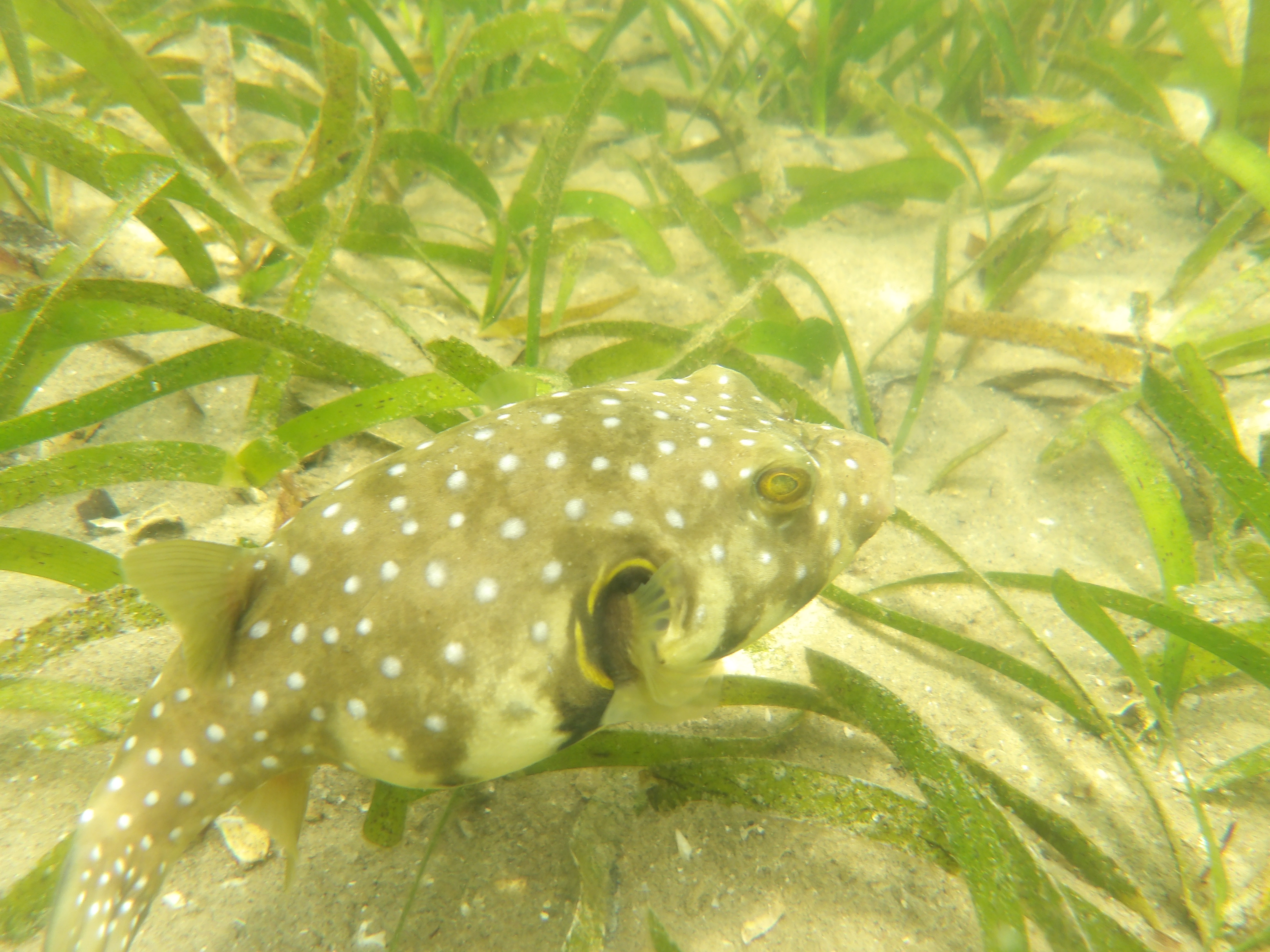 A curious visitor among the seagrass
